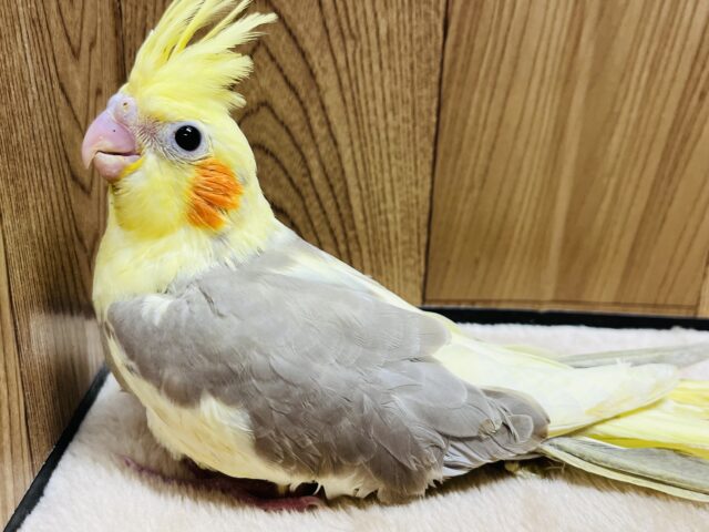 オカメインコ