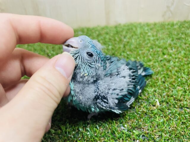 サザナミインコ