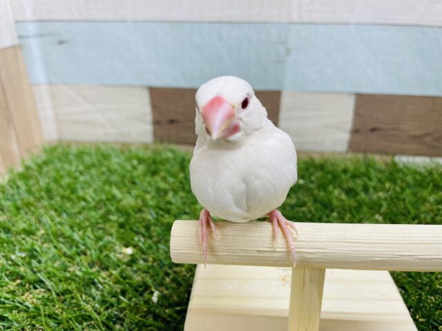 シルバーイノ文鳥