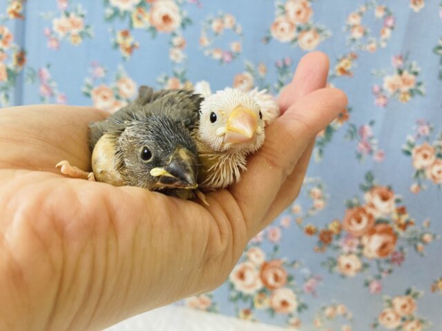 桜文鳥 / 白文鳥