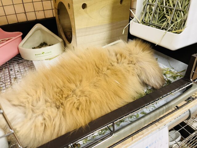 アメリカンファジーロップ