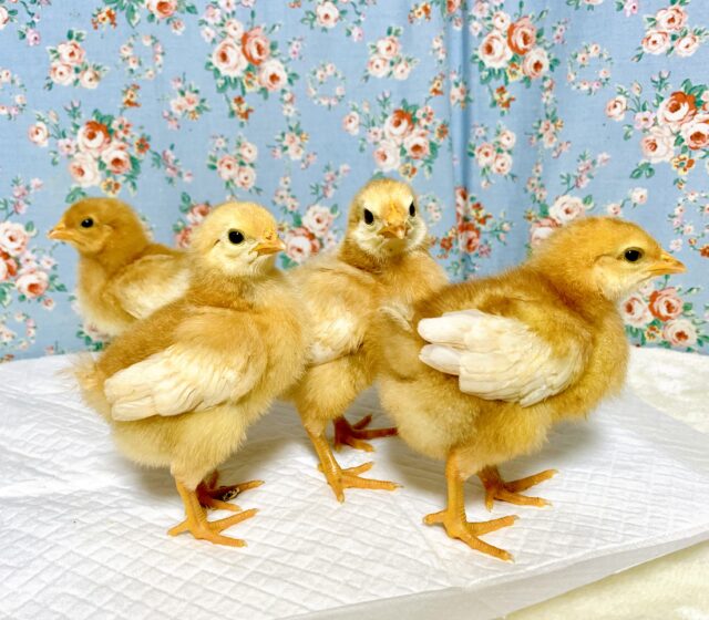 ボリスブラウン