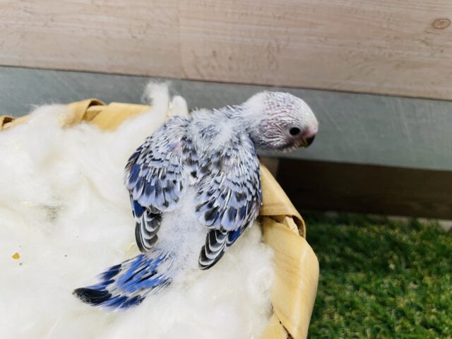 セキセイインコ