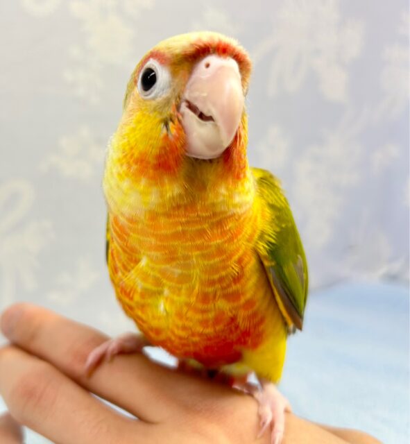 ホオミドリウロコインコ