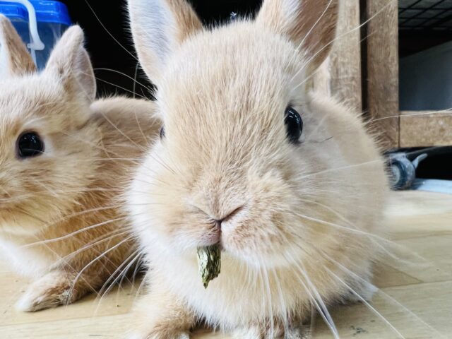 ネザーランドドワーフ