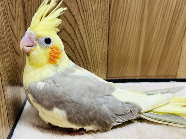 オカメインコ