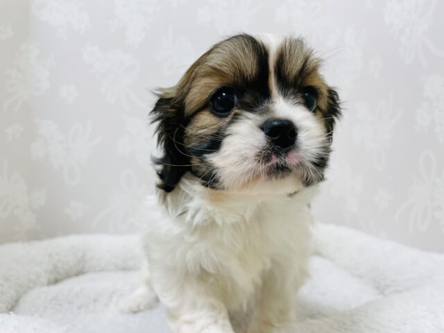 キャバペキ（ペキキャバ）