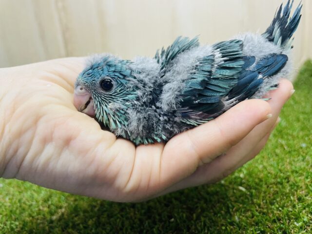 サザナミインコ