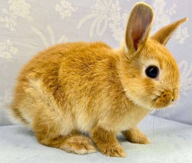 ネザーランドドワーフ