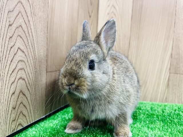 ネザーランドドワーフ