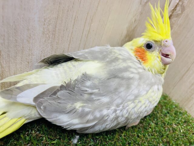 オカメインコ