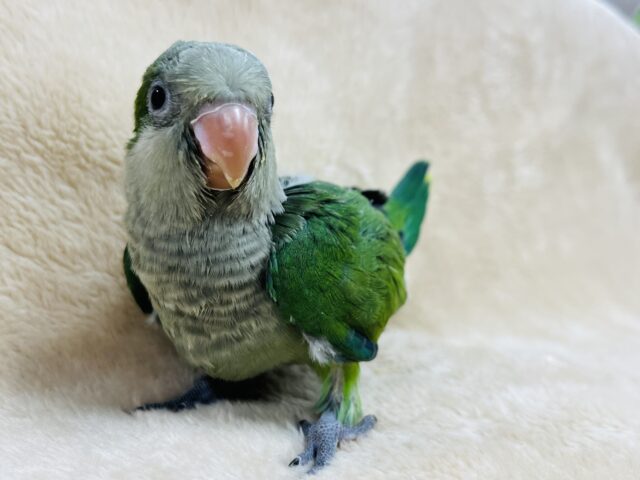 オキナインコ