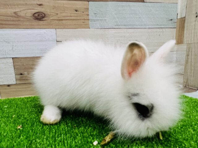 ライオンラビット