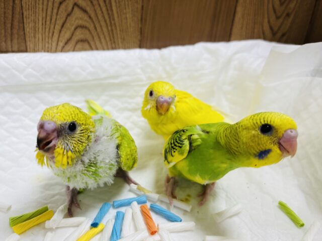 セキセイインコ