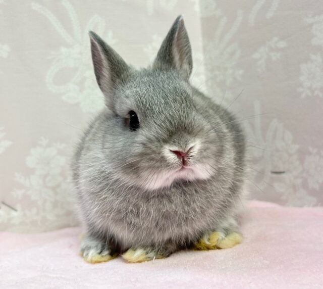 ネザーランドドワーフ