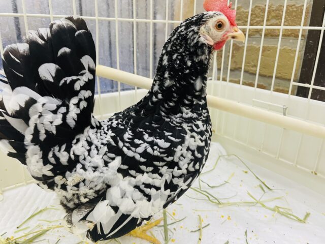 碁石チャボ（ゴイシチャボ）