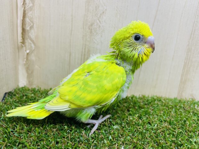 セキセイインコ