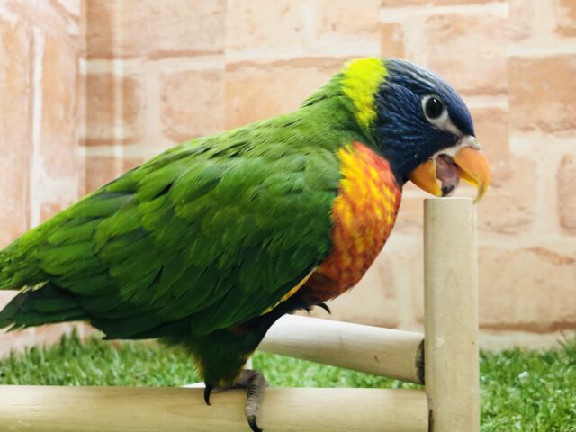 ゴシキセイガイインコ