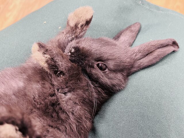 ロップイヤーラビット