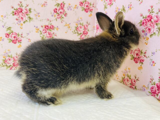 ネザーランドドワーフ