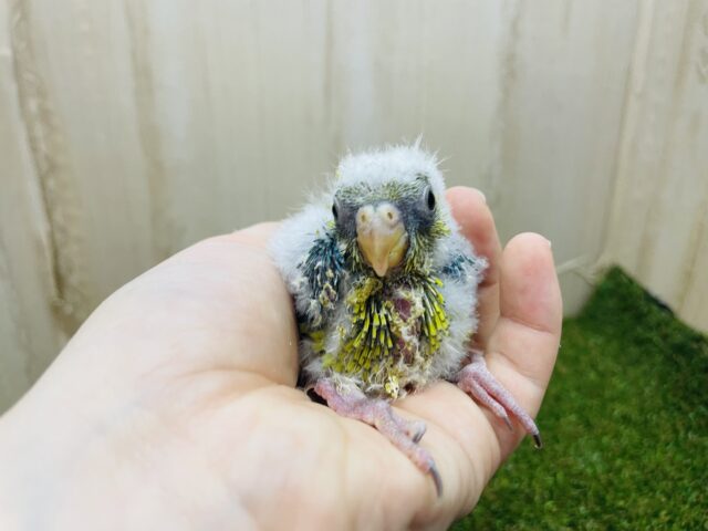 ビセイインコ（美声インコ）