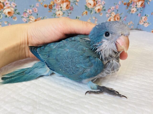 オキナインコ