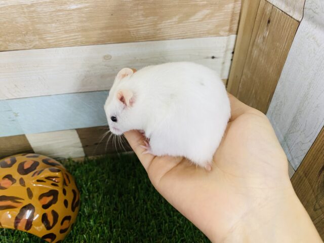 ゴールデンハムスター