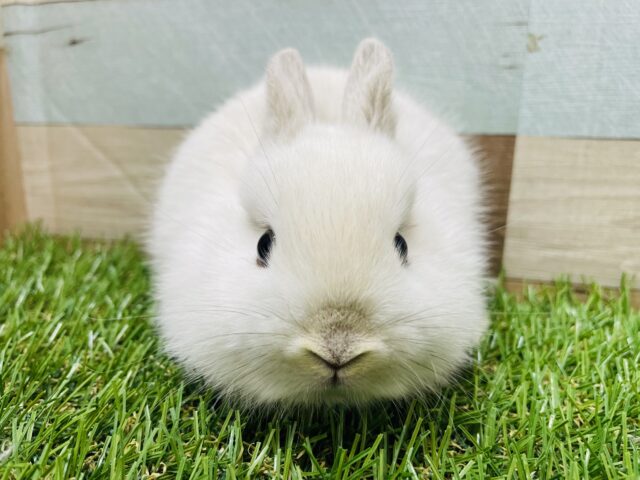 ネザーランドドワーフ