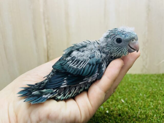 サザナミインコ