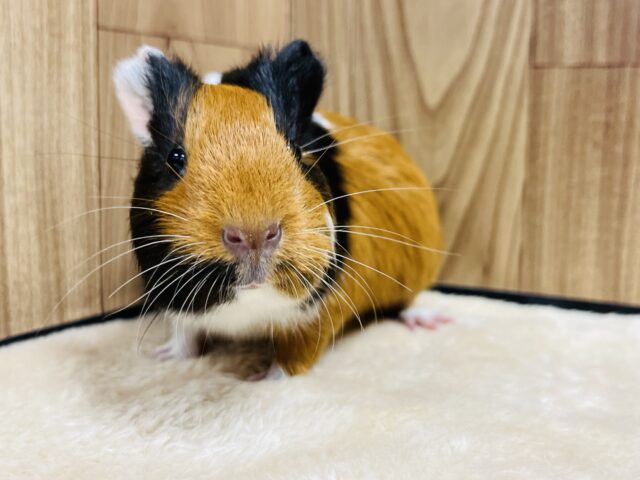 イングリッシュモルモット