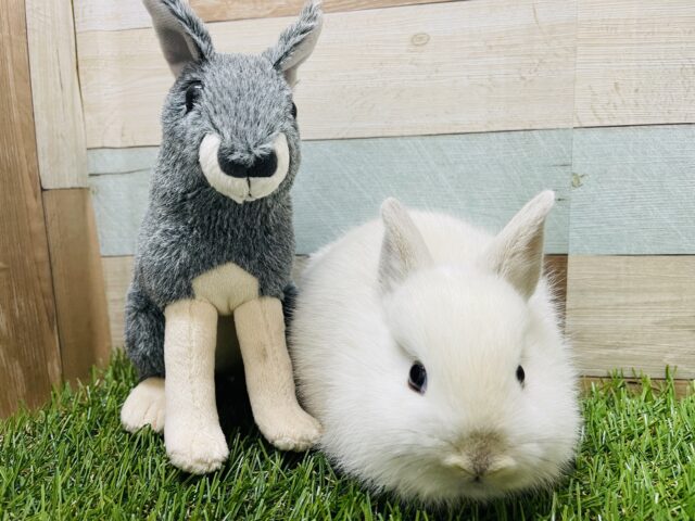 真っ白黒目の激カワなうさぎさん!ネザーランドドワーフのフロスティ! ネザーランドドワーフ