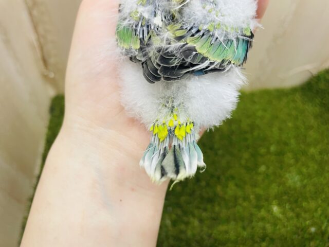 ビセイインコ（美声インコ）