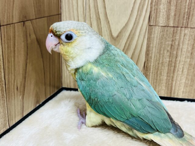 ホオミドリウロコインコ