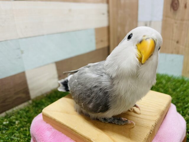 コザクラインコ（小桜インコ）