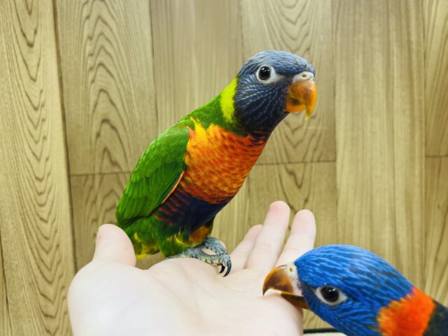 ゴシキセイガイインコ