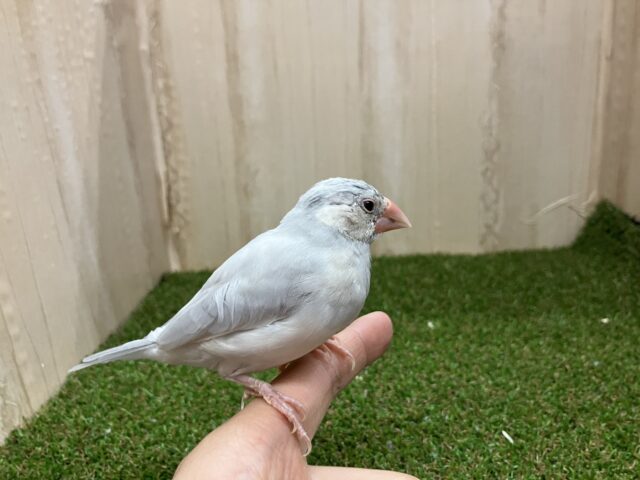 シルバー文鳥