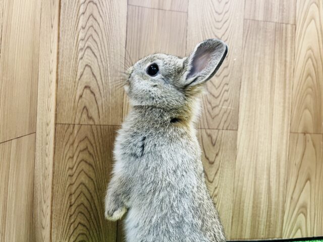 ネザーランドドワーフ