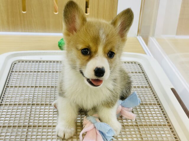 ウェルシュコーギー・ペンブローグ