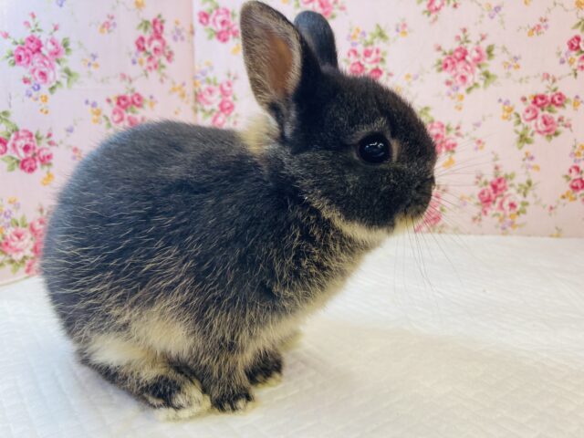 ネザーランドドワーフ