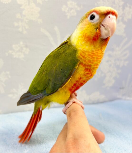 ホオミドリウロコインコ