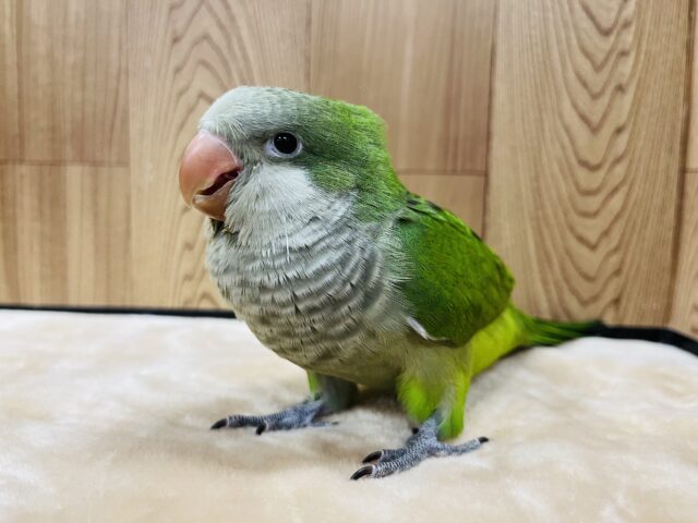 オキナインコ