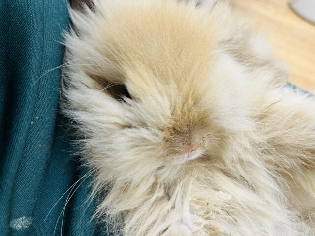 アメリカンファジーロップ