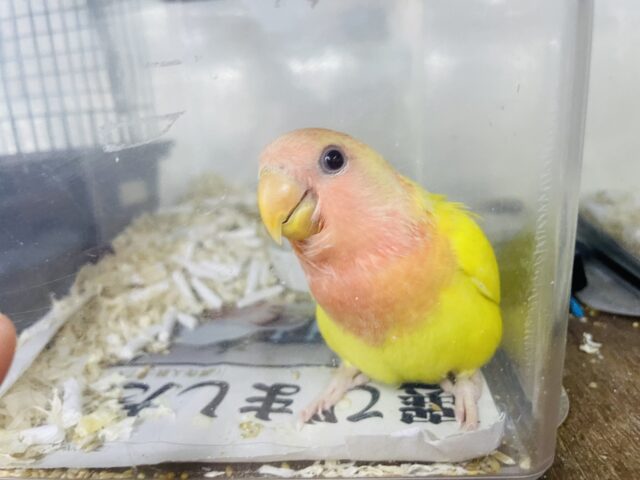 コザクラインコ（小桜インコ）