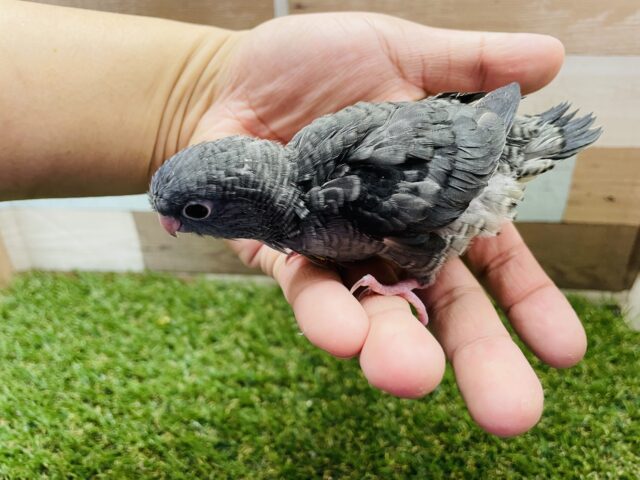 サザナミインコ