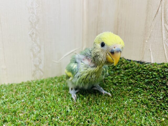 コザクラインコ（小桜インコ）