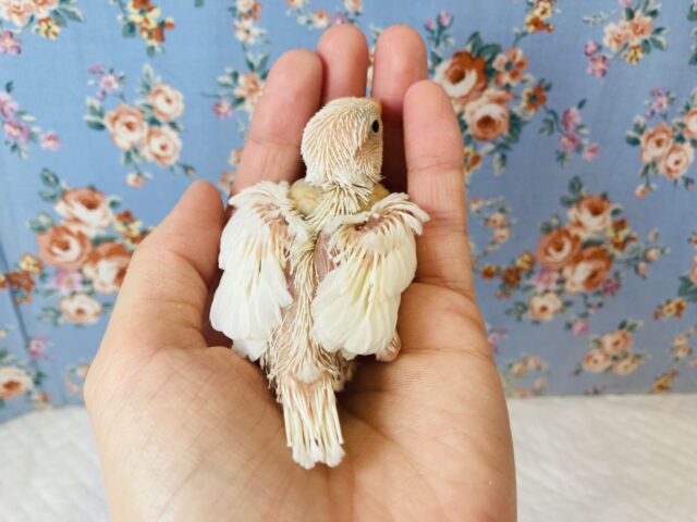 桜文鳥 / 白文鳥