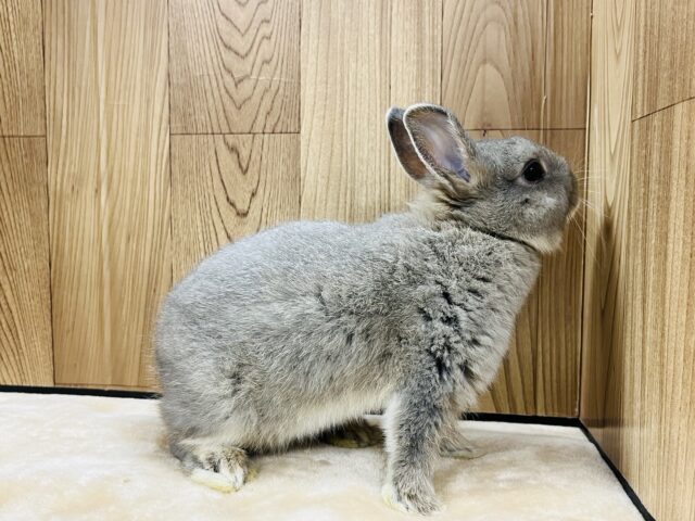 ネザーランドドワーフ