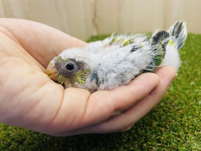 ビセイインコ（美声インコ）