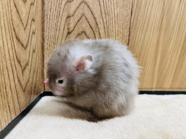 ゴールデンハムスター