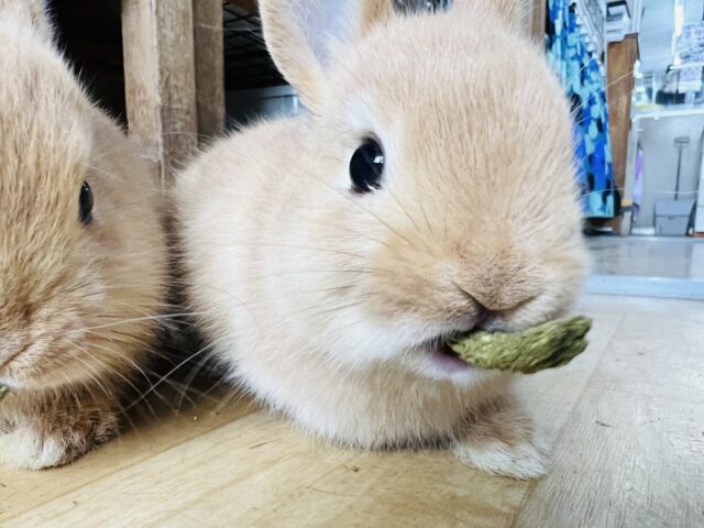 ネザーランドドワーフ